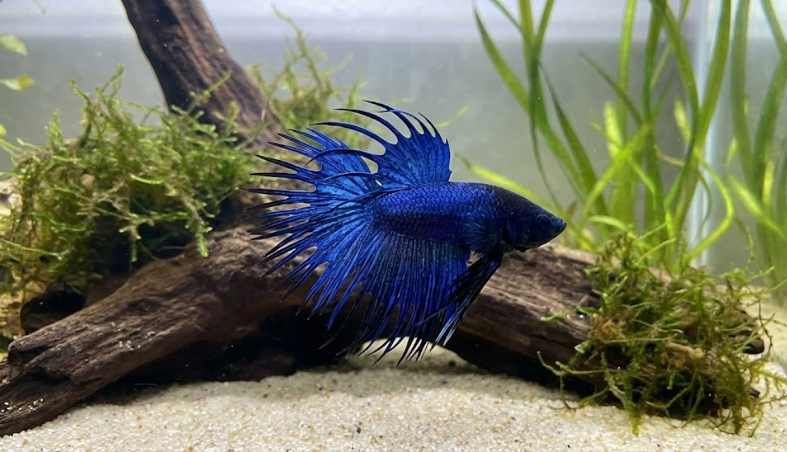 Betta Crowntail bleu nuit devant une racine et de la mousse, ses nageoires réduites à de longs rayons hérissés.