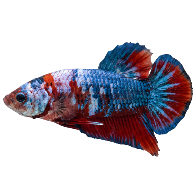 Betta Plakat détouré, corps trapu bleu marbré de rouge et de blanc, toutes ses nageoires courtes et près du corps.