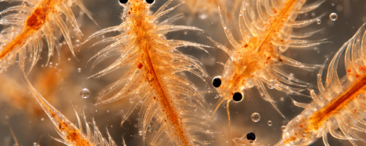 Artemia Nourriture