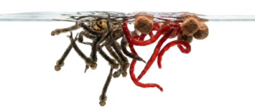 Nourriture pour BETTA