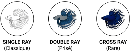 Design sans titre (21)