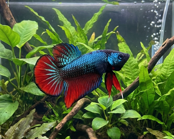 Gemini_Generated_Image_3hdvup3hdvup3hdv