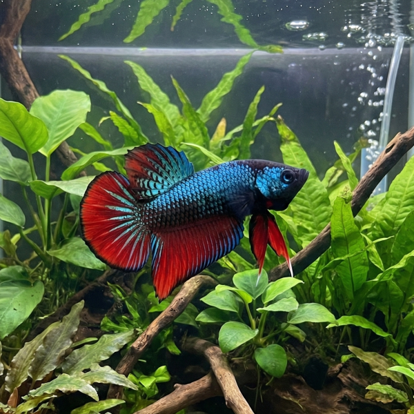 Gemini_Generated_Image_3hdvup3hdvup3hdv