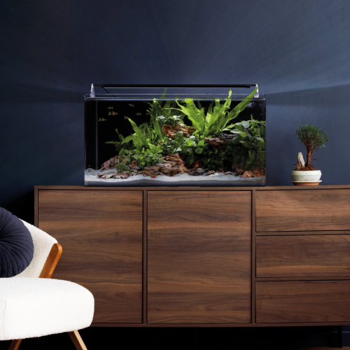 Le nouveau Nano Tank 60L de Dennerle : L&rsquo;aquarium parfait pour votre Betta Plakat ?